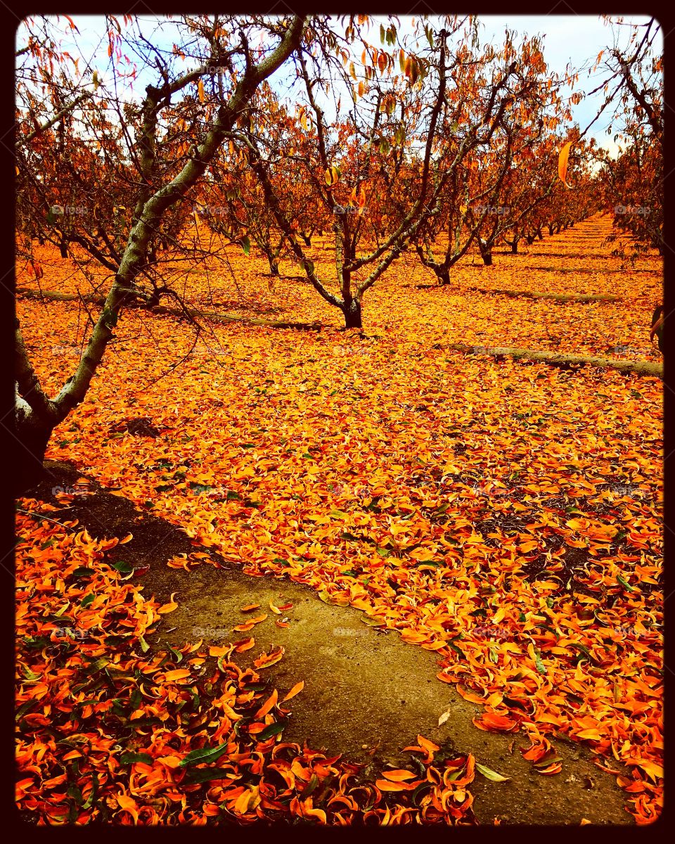 Autumn Orchard