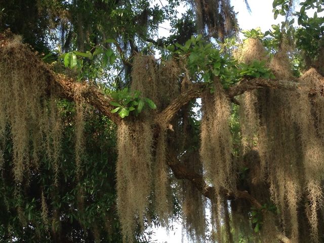 Spanish moss