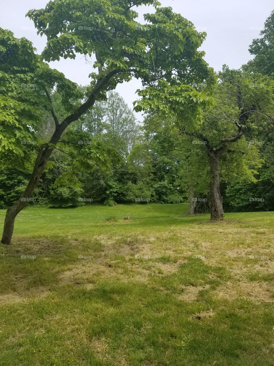 Landscape, Tree, Grass, Environment, Nature