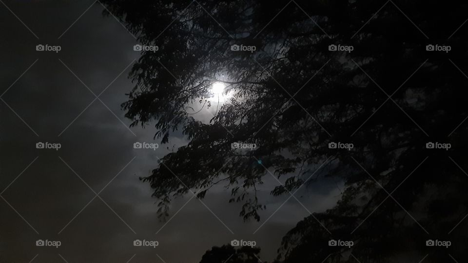 The moon through a tree