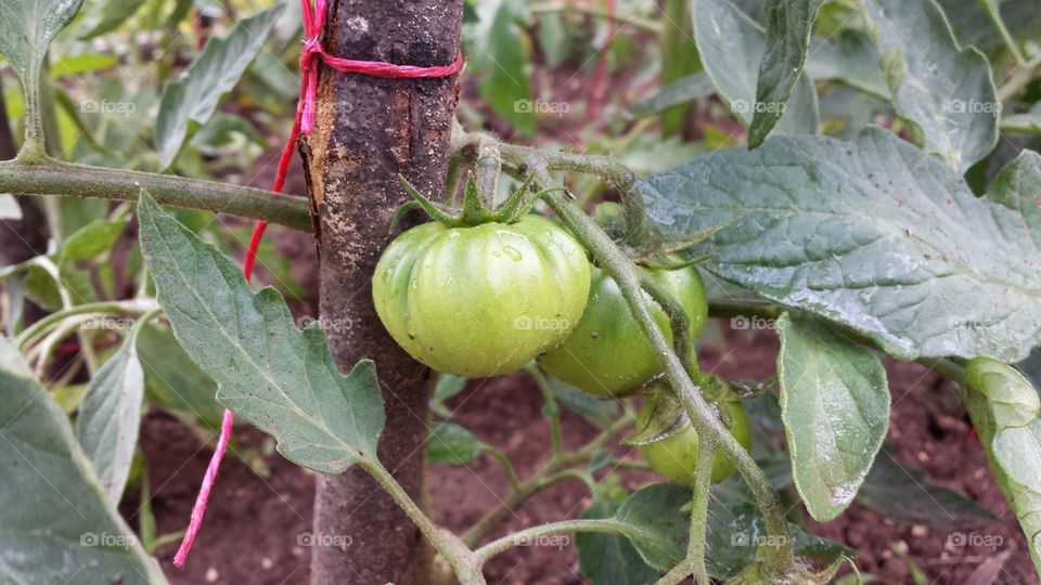 Raw tomato in garden