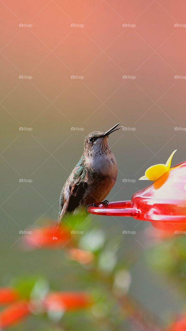 hummingbird feeding from feeders