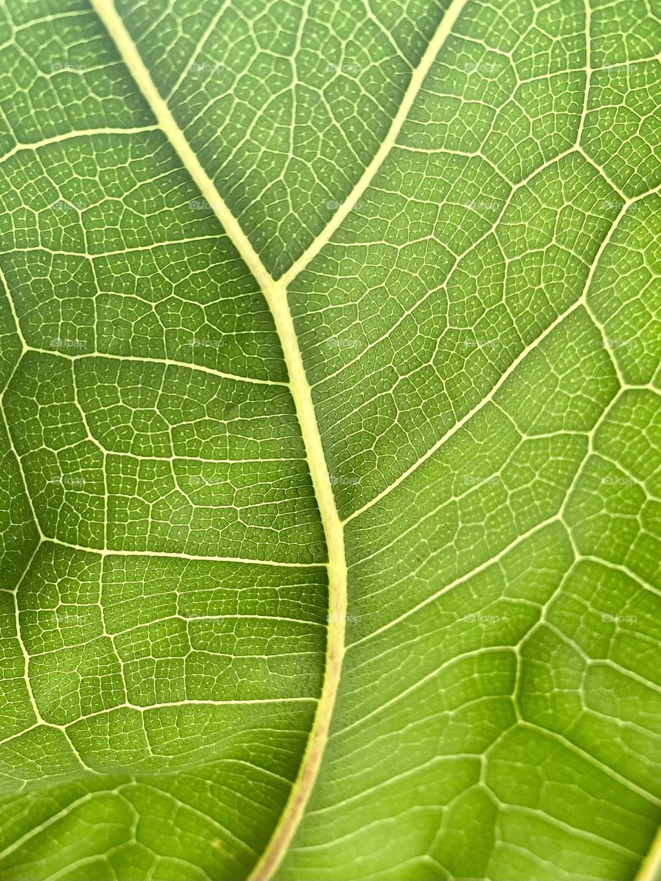 Close up of green plant leaf