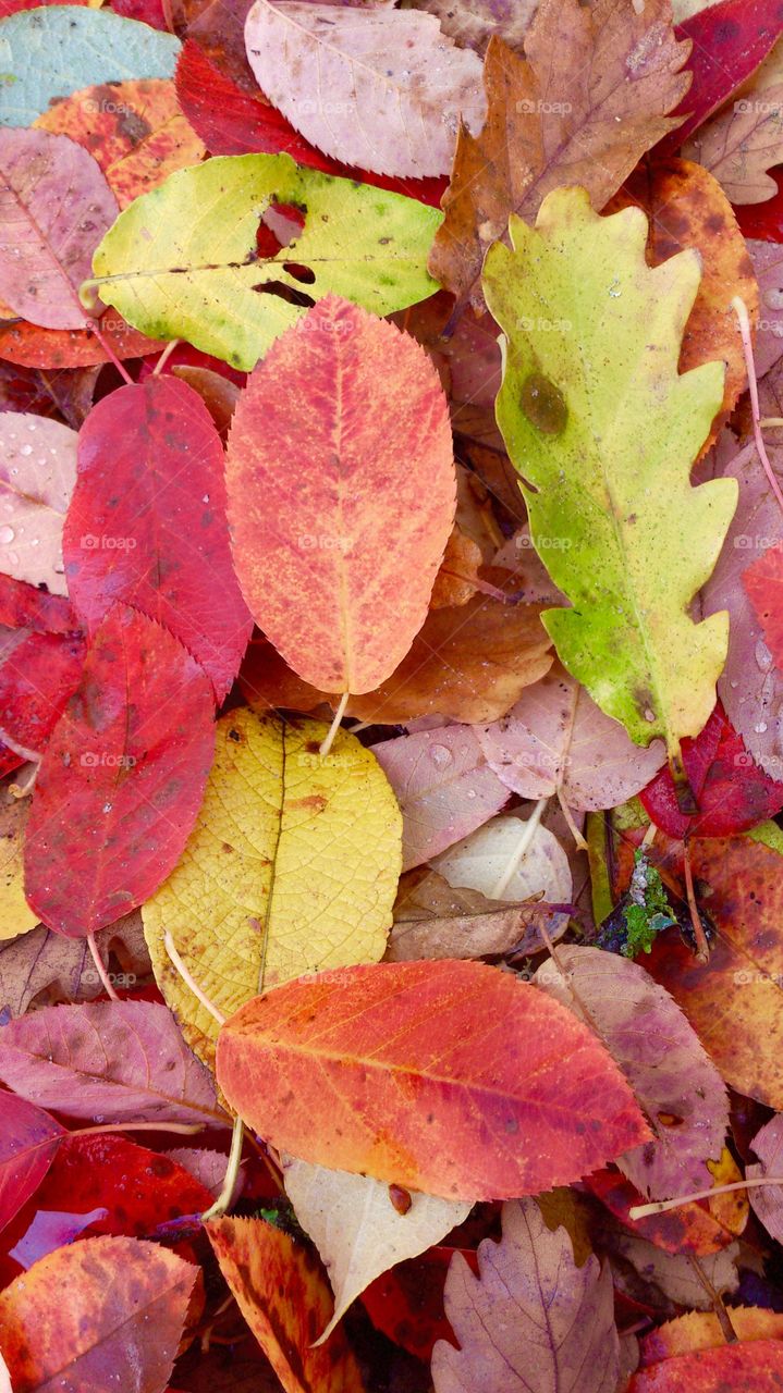 Dry autumn leaves