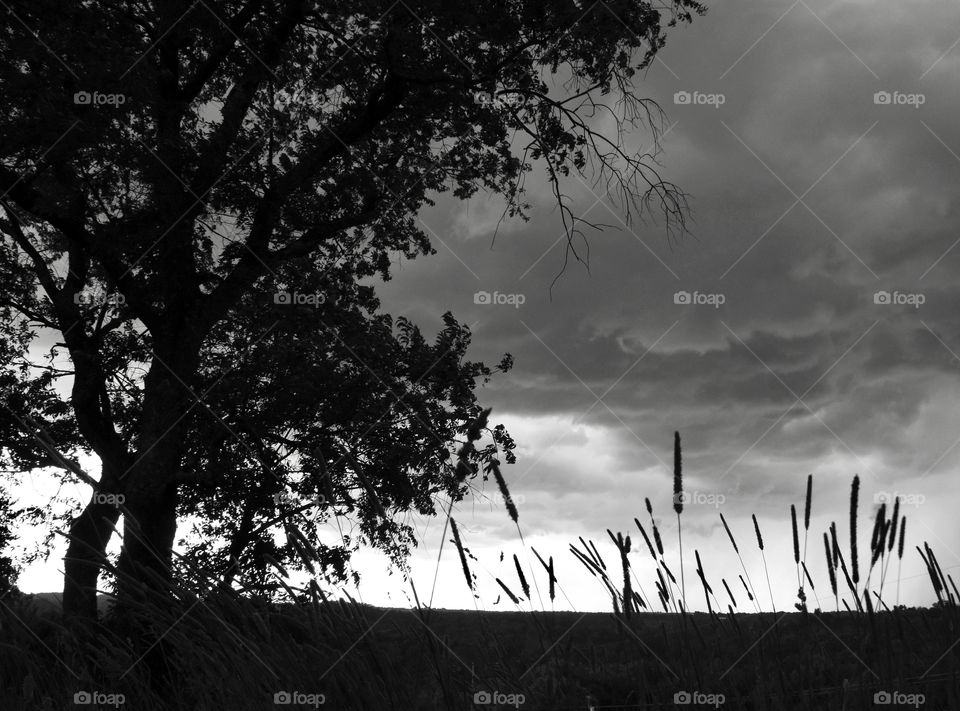 Black and white, Large tree with dark storm clouds in the background 