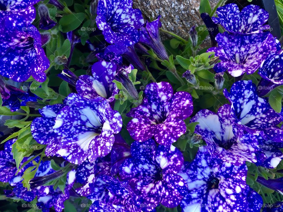 Spotted purple petunias 