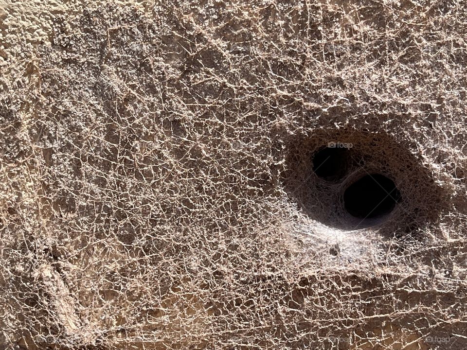 Redback Spider web crawling over old concrete cinder block wall, tangled funnel like web inside hole, and stretching out in sticky threads attached. south Australia, suitable for background backdrop and text or copy, wildlife habitats 