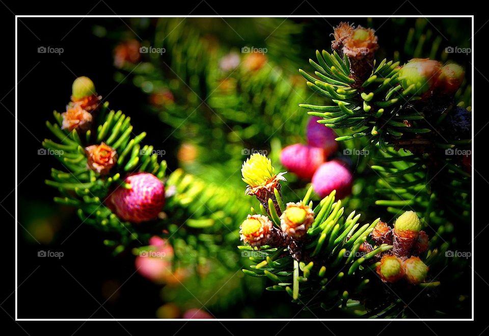 fir tree close-up