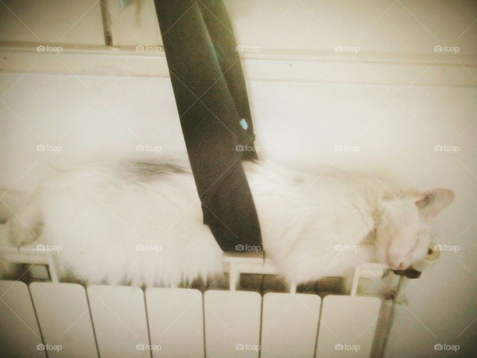 cat sleeping in a swimsuit