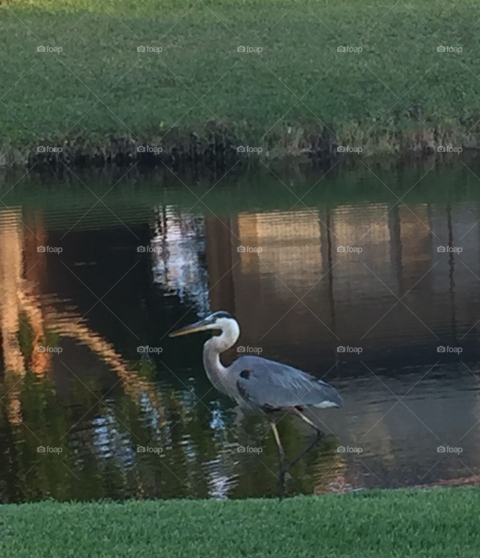 Wading bird in South Florida