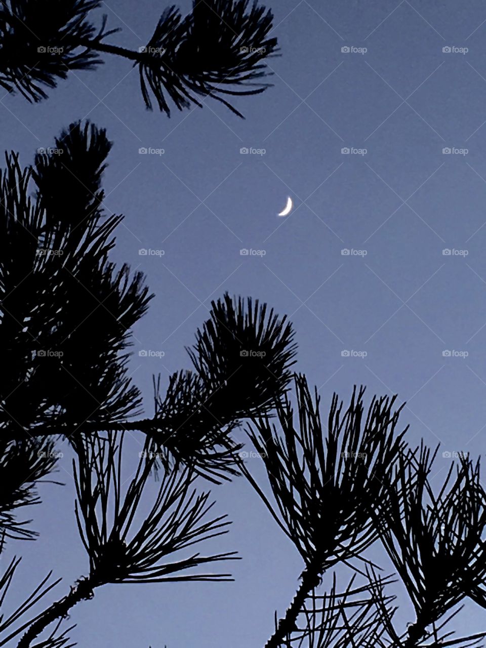 Crescent moon at dusk