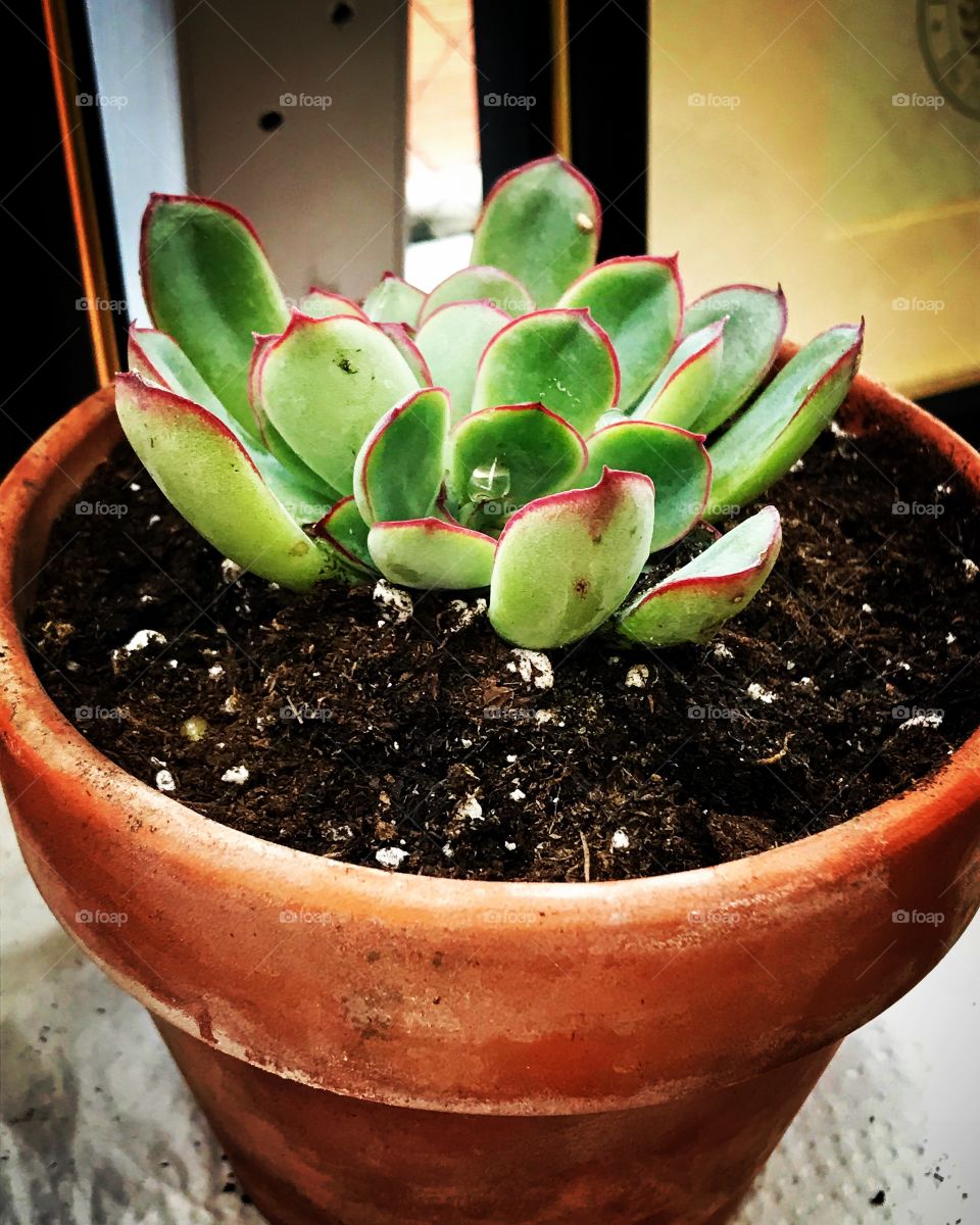 My green and pink tiny succulent plant  