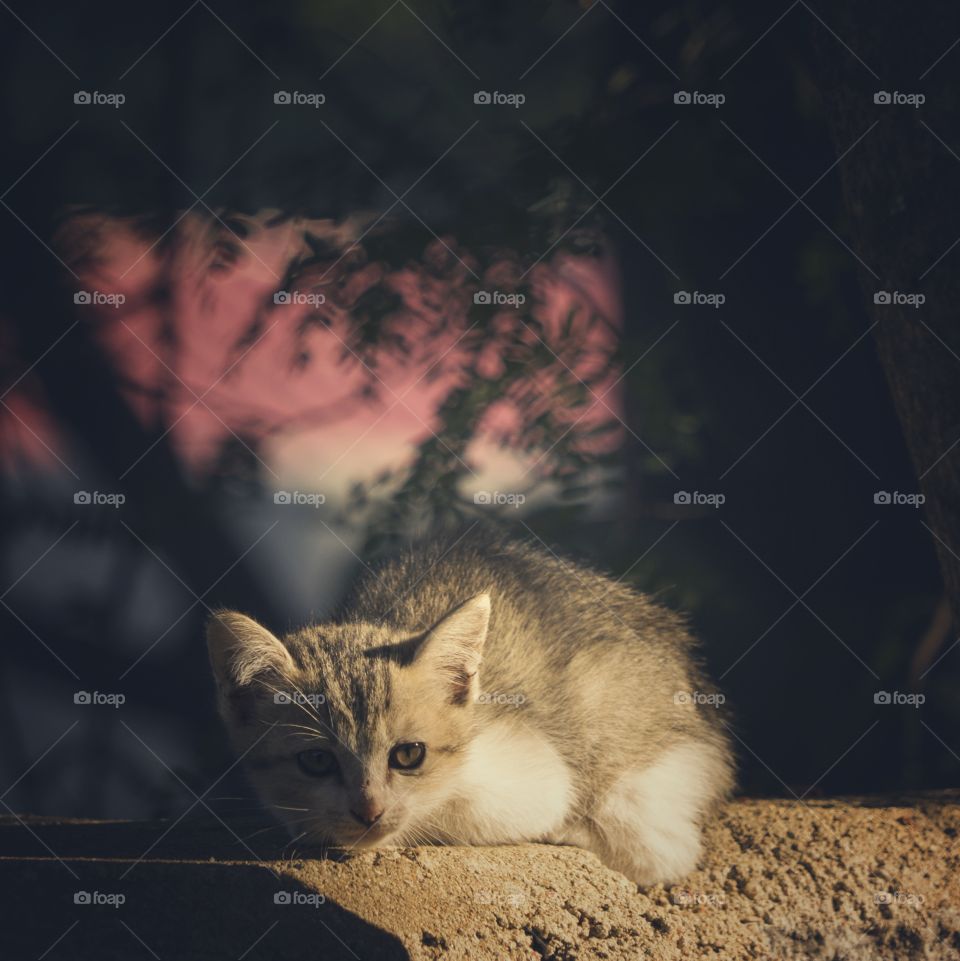 My cat is bathing in the morning sun.