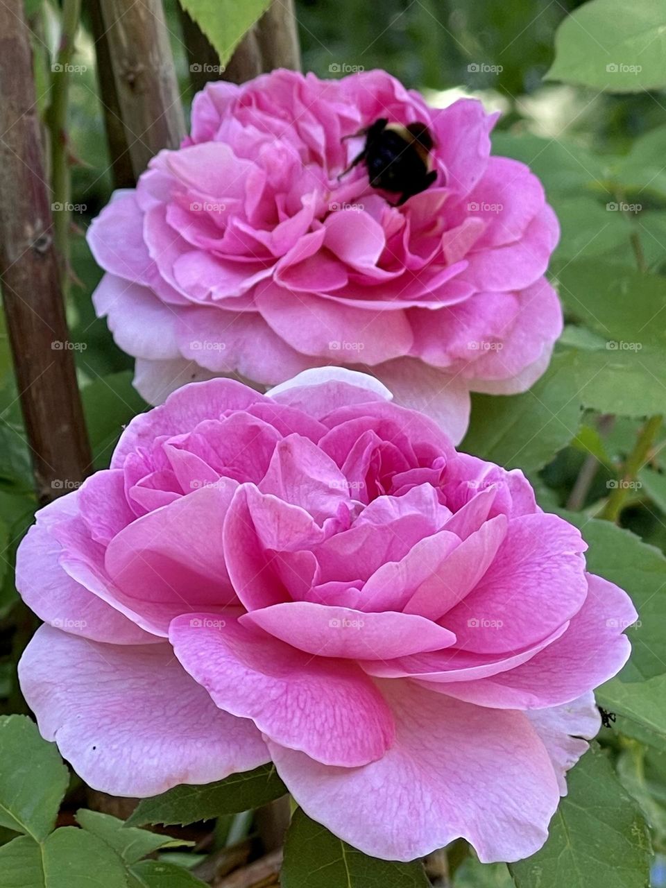 The Damask rose vibrantly beautiful and a pollinator attracter. 