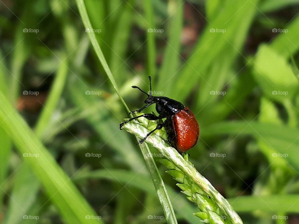 red weevil