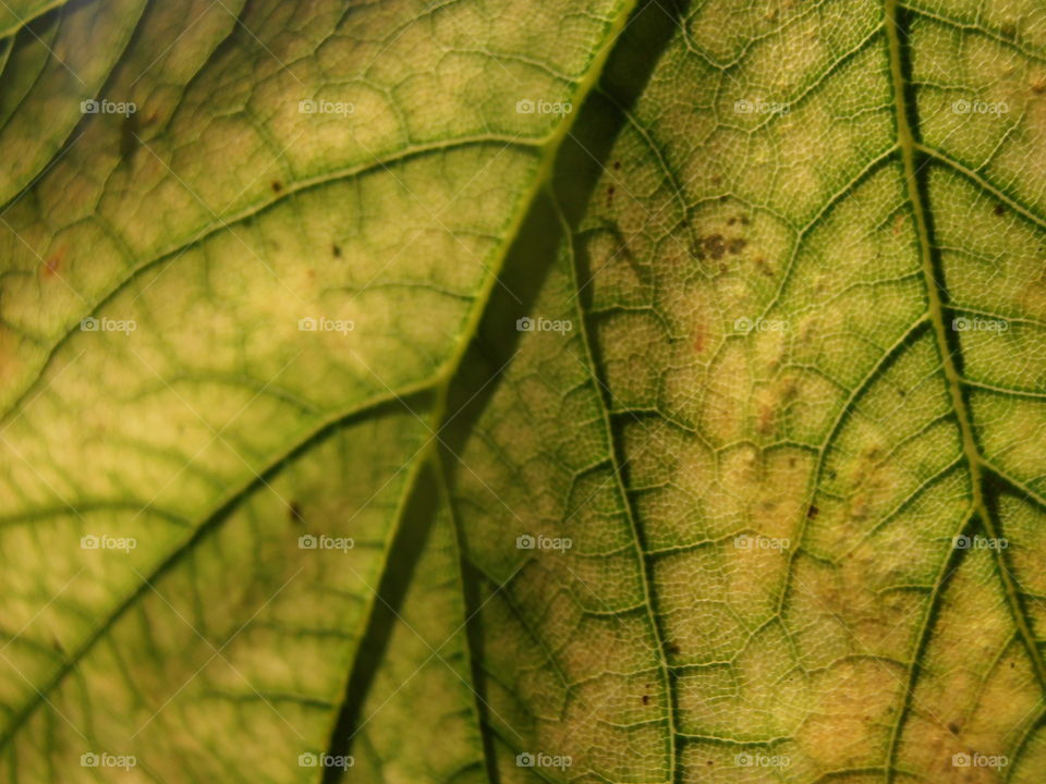 A Leaf Close Up