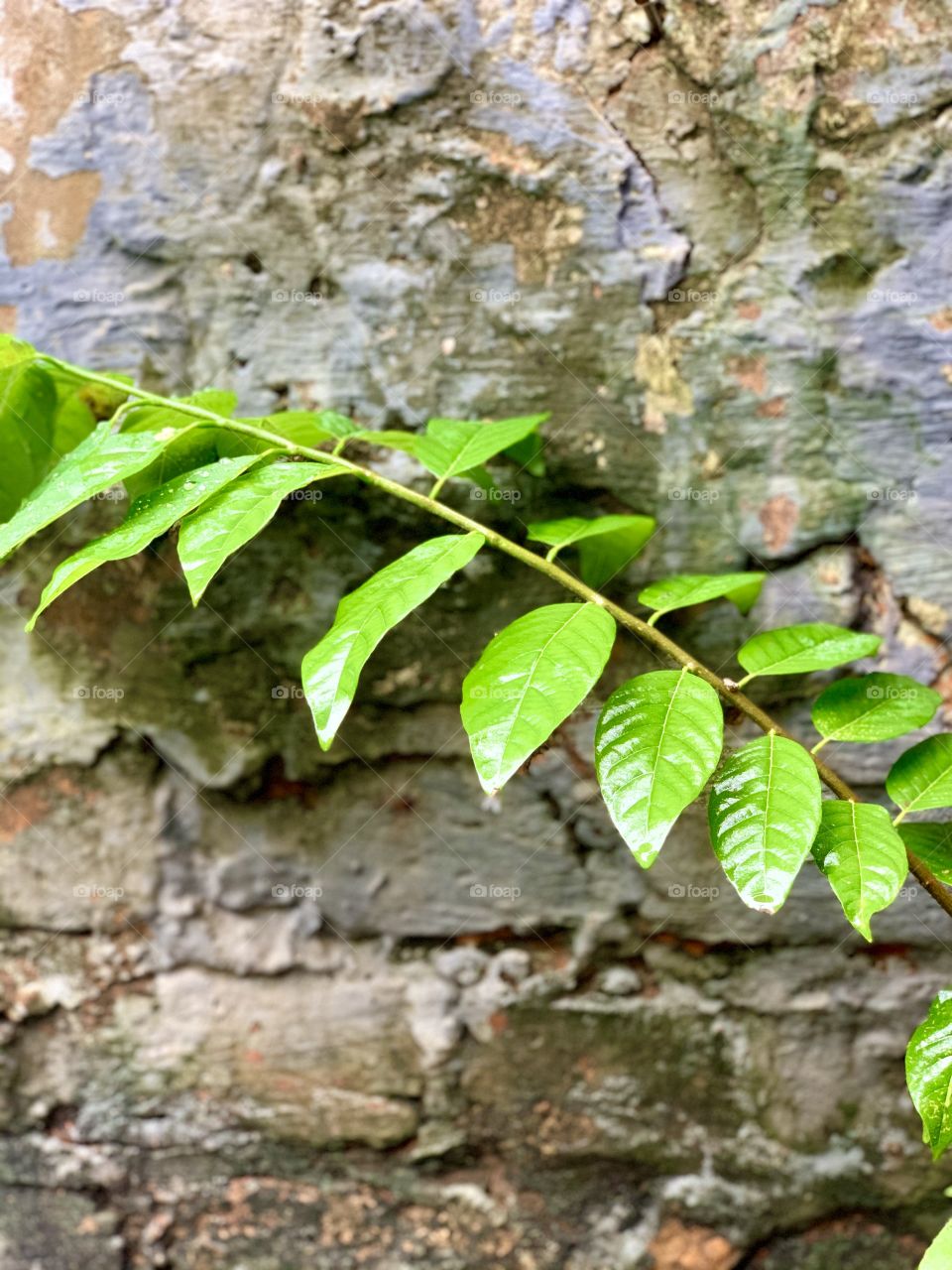 Leaves and Wall