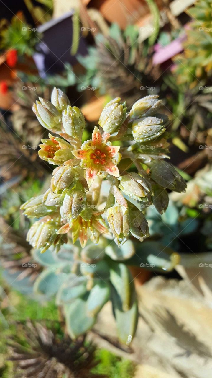 Succulent Flowers