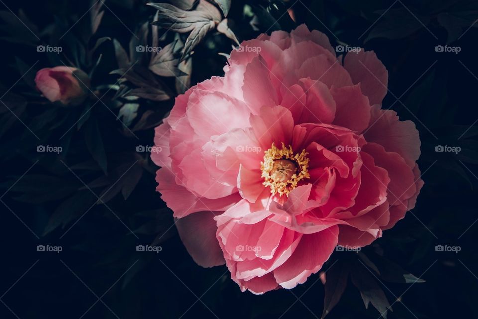 Peony flower with dramatic sunlight