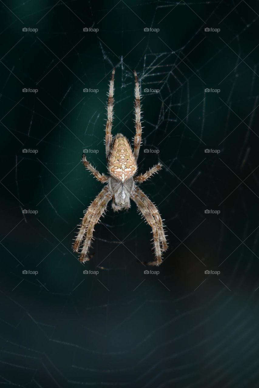 Spider 