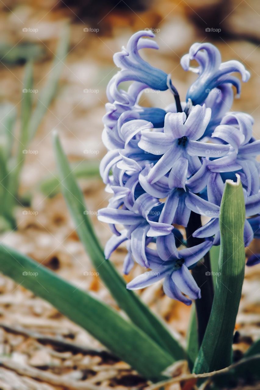 Springtime blooms 