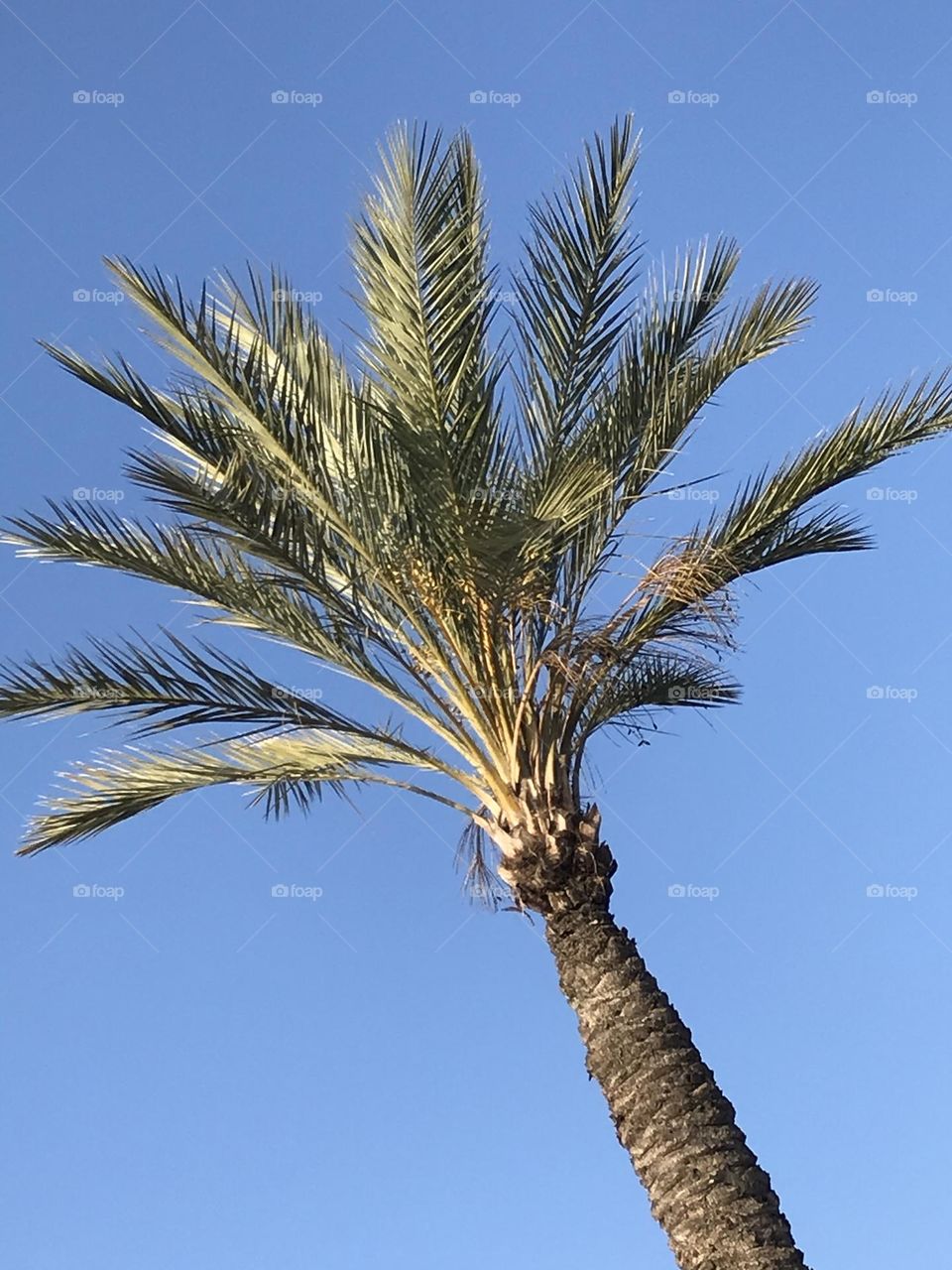 A palm tree against the sky blue background.