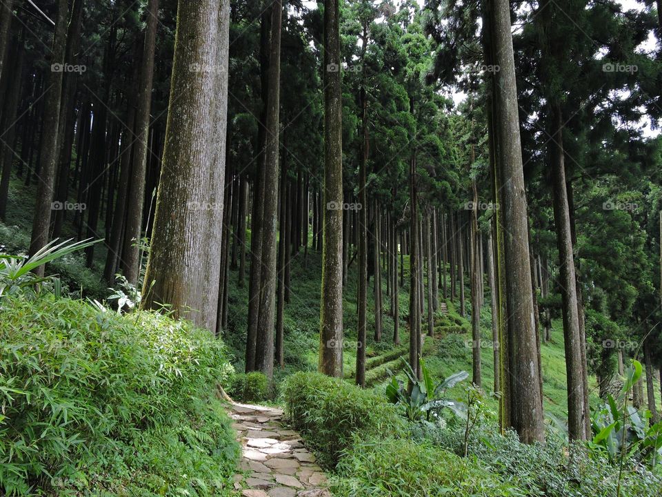 path through the jungle