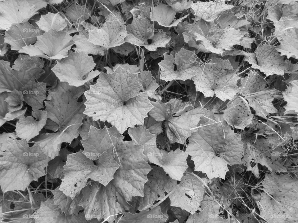 foliage black and white mono