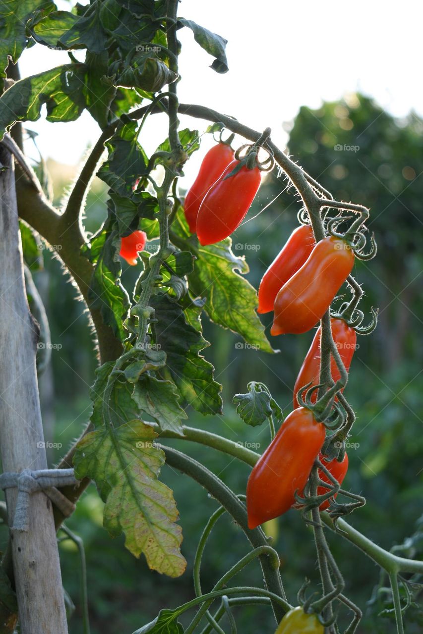 Self grown tomatoes