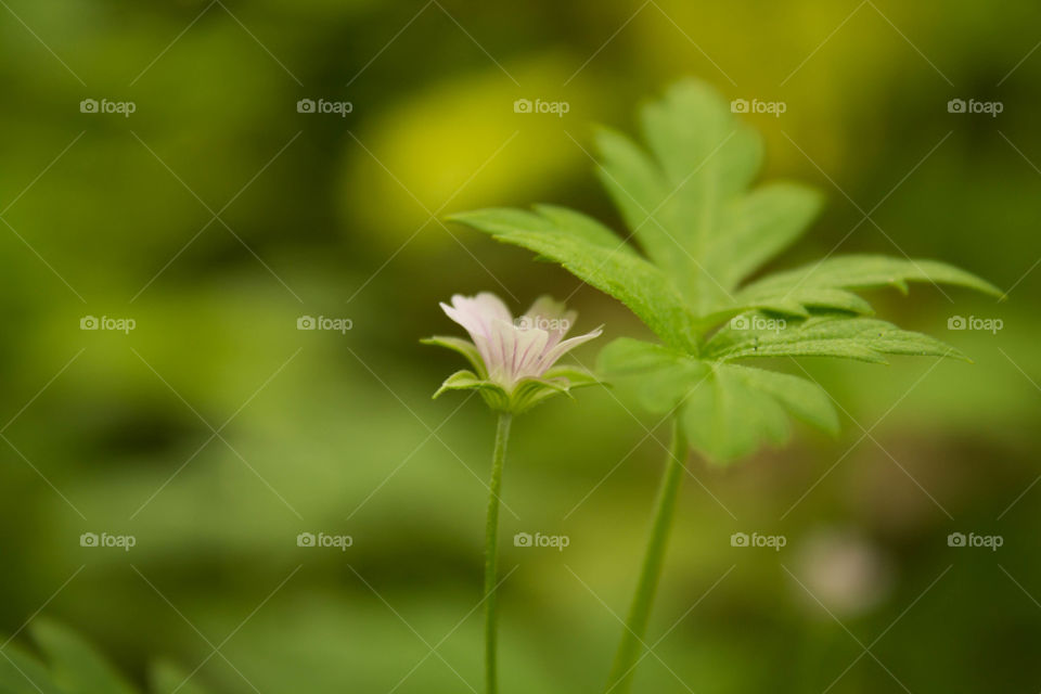 Leaf, Nature, Flora, Growth, No Person