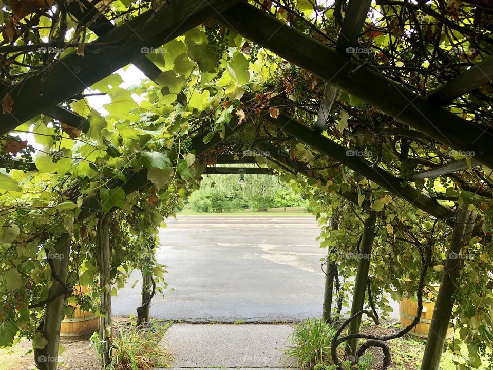 Grape Entrance