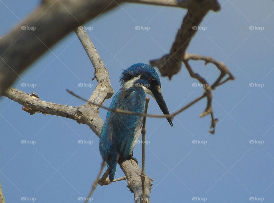 Confused. The small blue kingfisher one interest to watch the fishes movement into the water. Or just attention for size of fishes. Which one ready for enough to feed ?