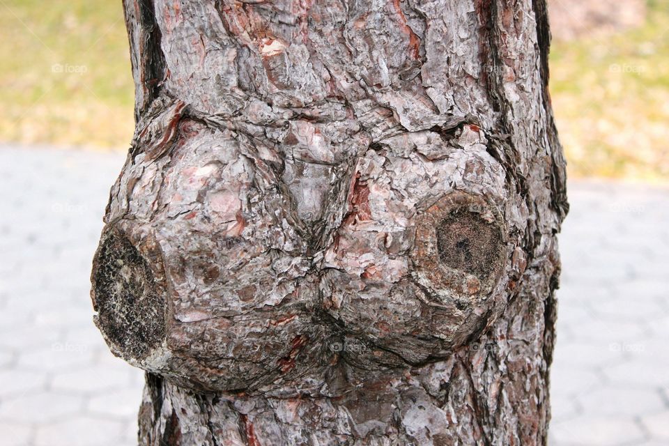Interesting Tree