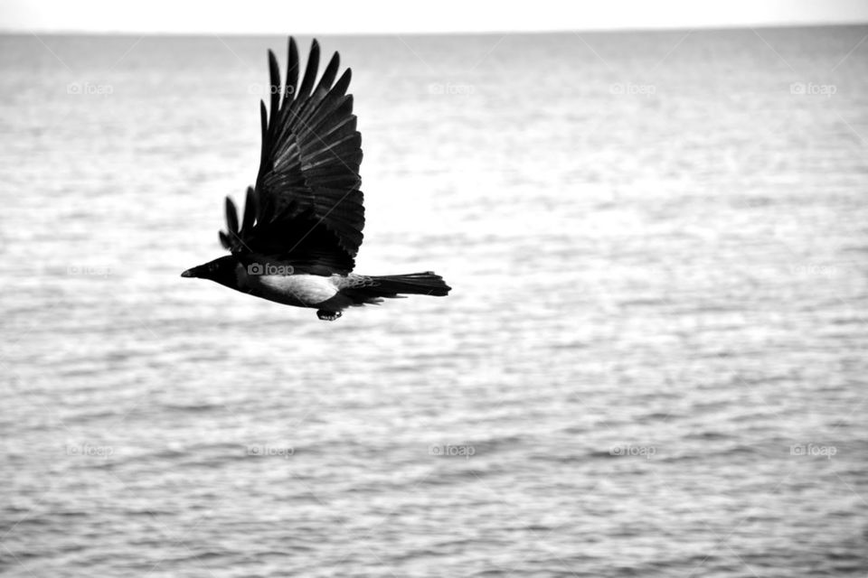 black flying bird sea by bubu