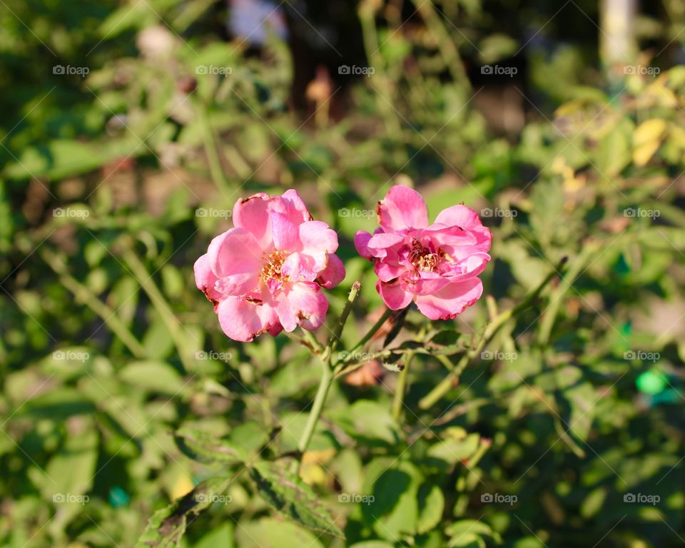 2 Pink Flowers 