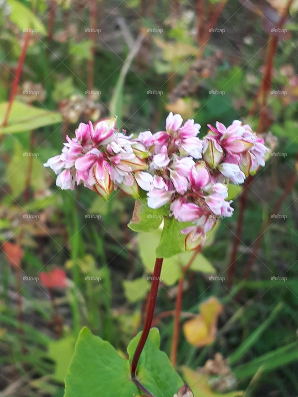 Wild Flora