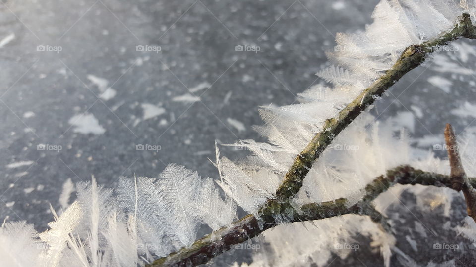 Ice feathers on a branch