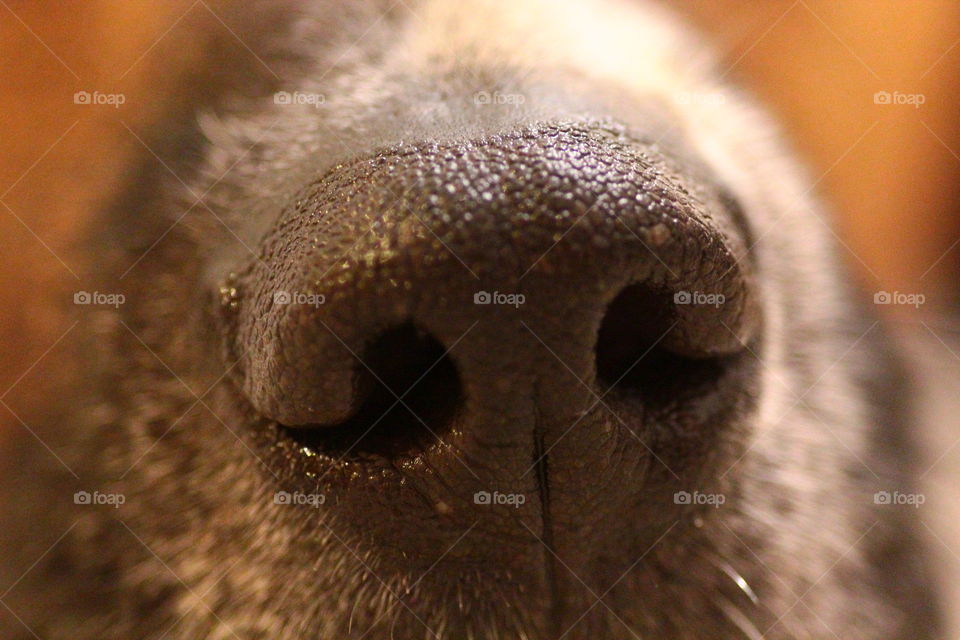 dog nose details