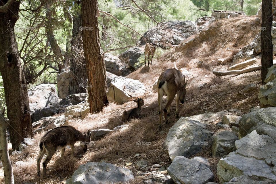 Travel Greece. Crete. Samaria Gorge 
