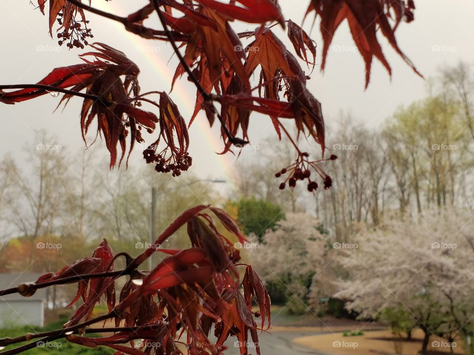 Blossoms and rainbow