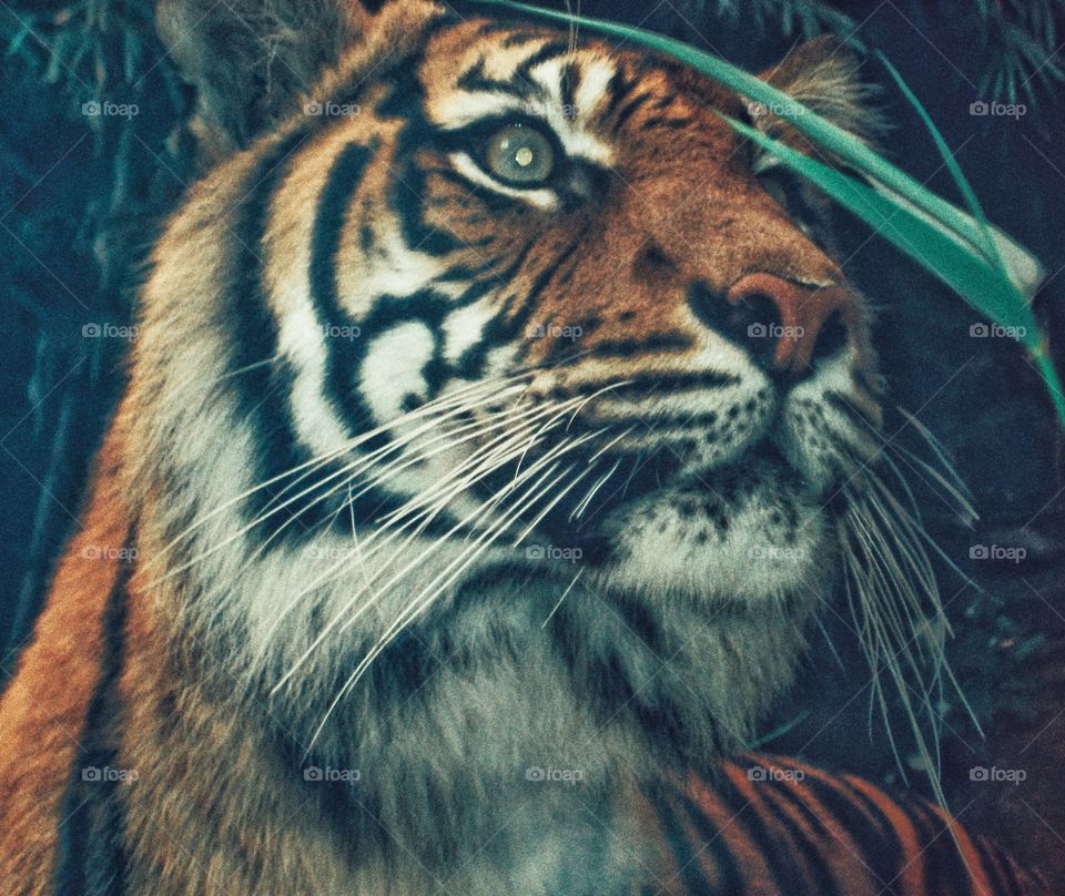 Green Eyed Tiger