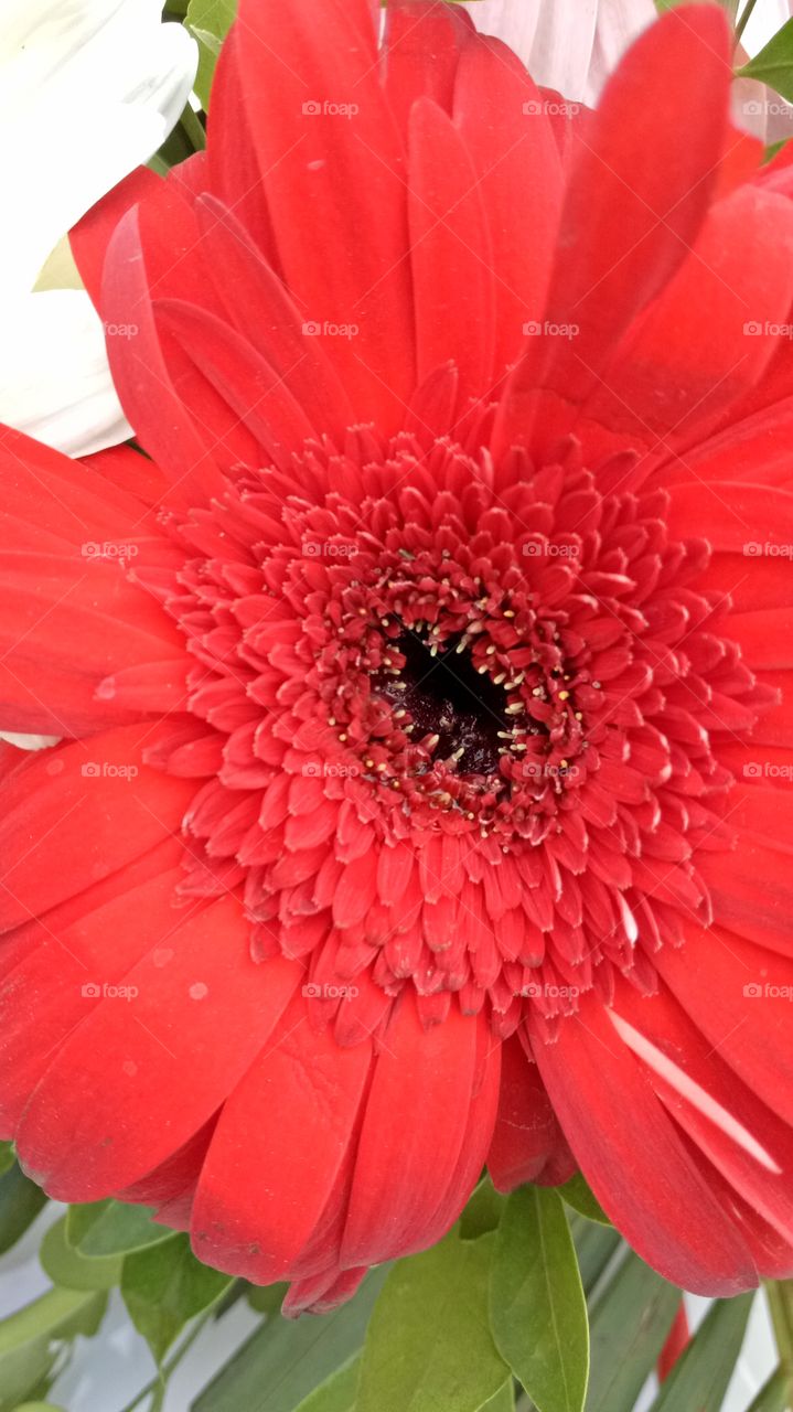 Red flower closeup