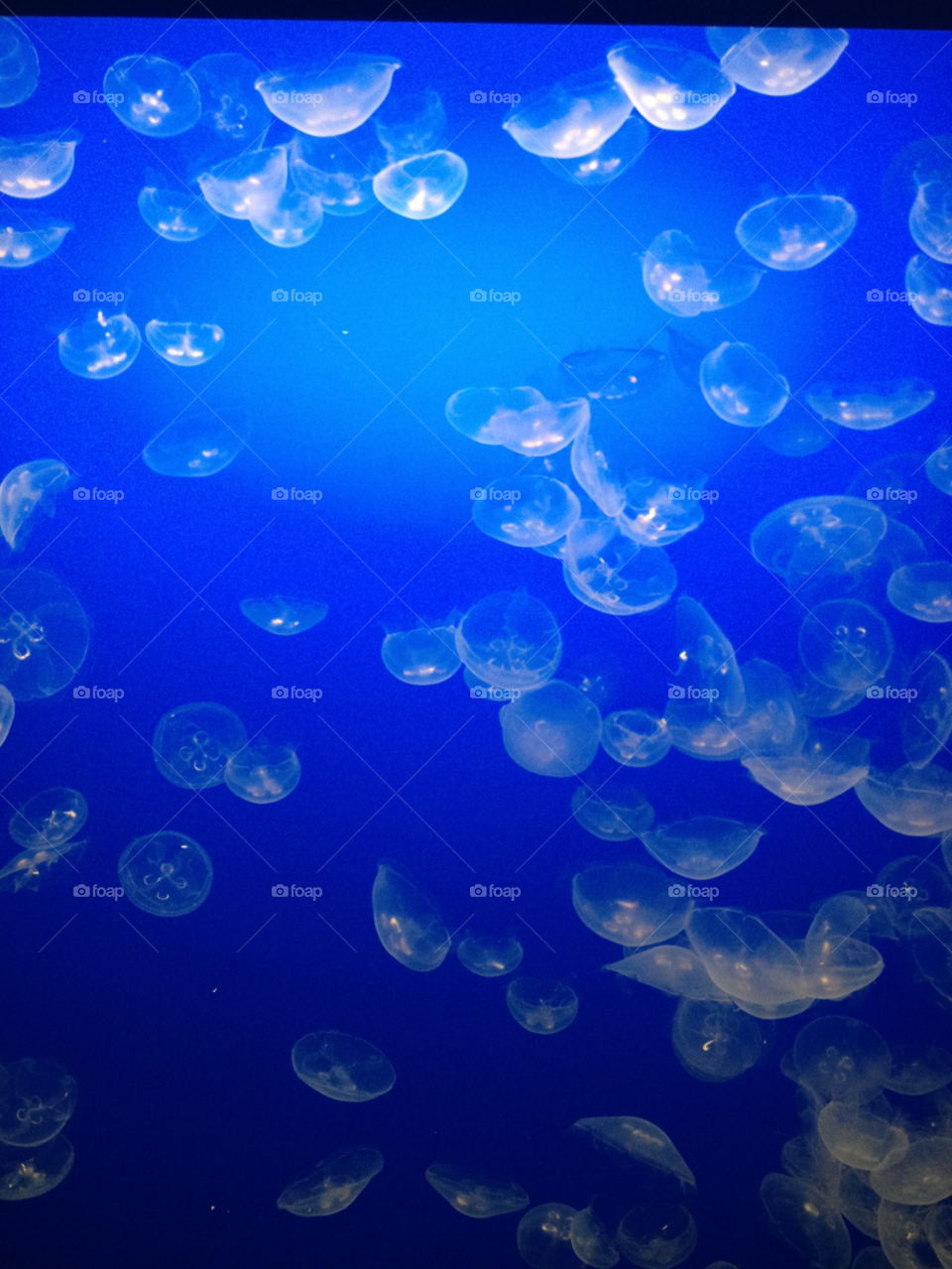 ocean jelly fish monterey bay by darkmatter
