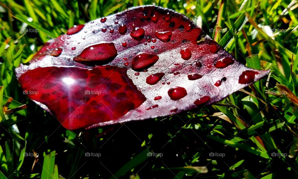 sun reflections on leaf