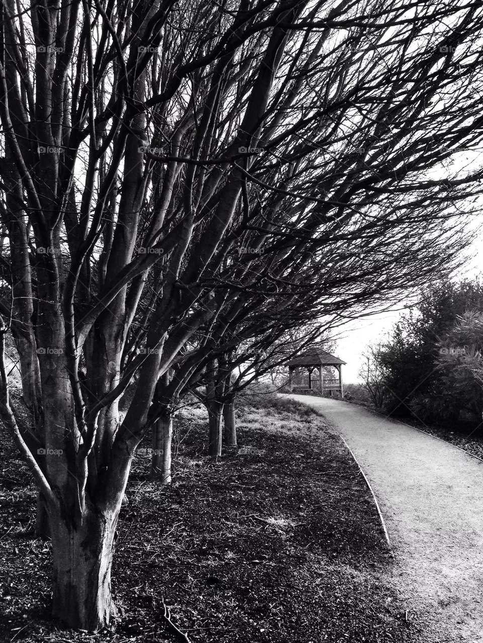 tree