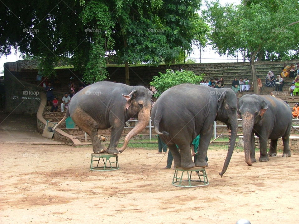 elephants