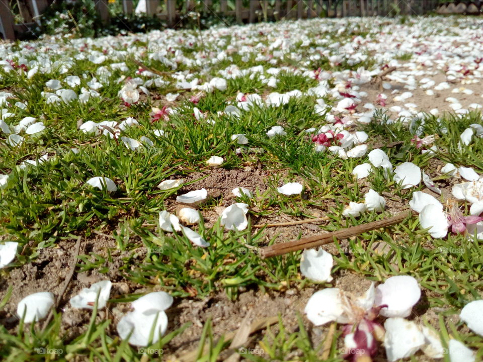 fallen apricot blossoms