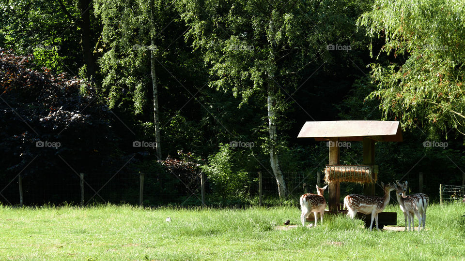 Deers in a park in Antwerp