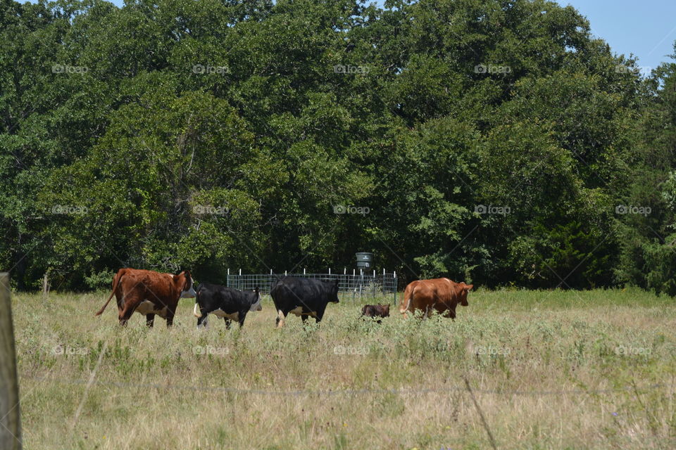 Cows on the farm in Maysfield Texas going down to the pond