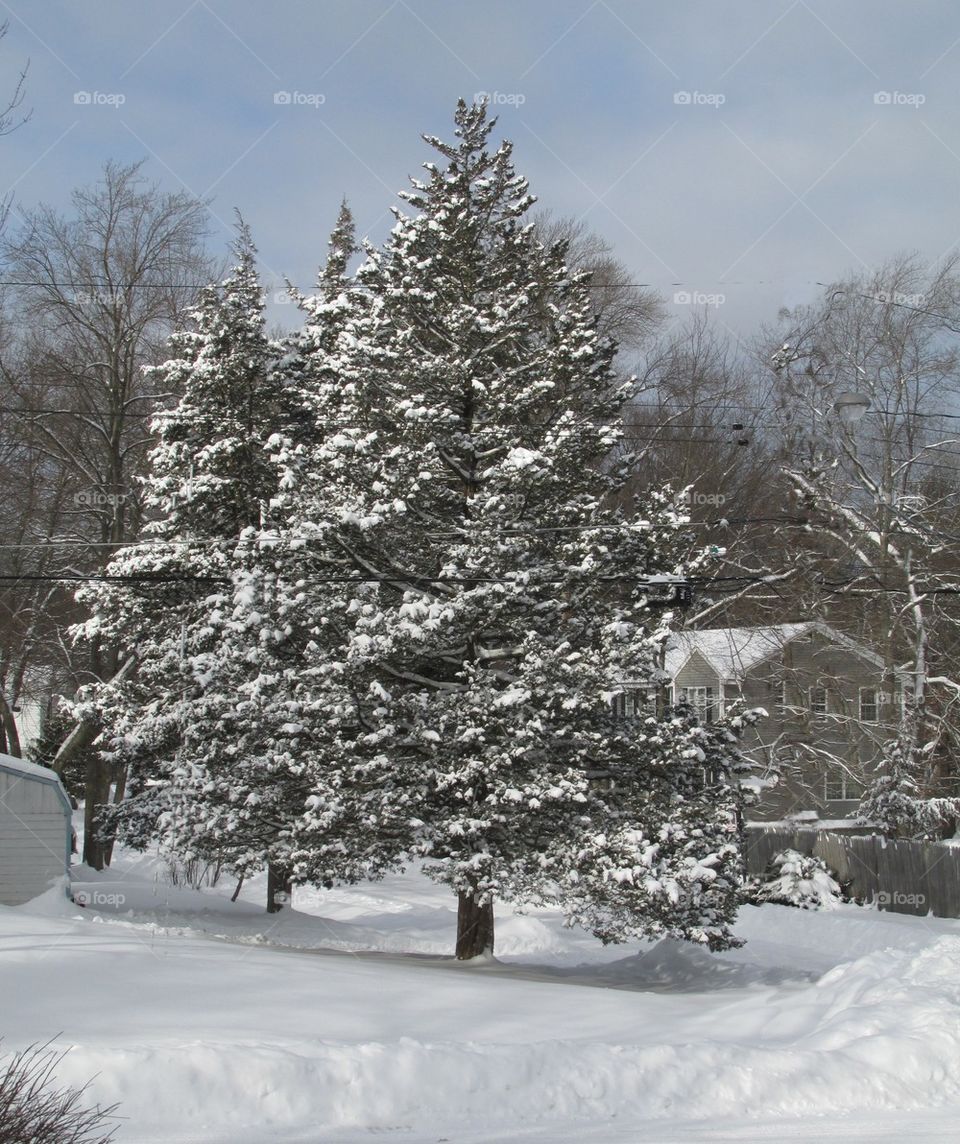 winter spruce